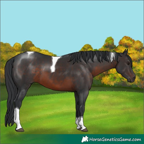 Horse Color:Brown Tobiano