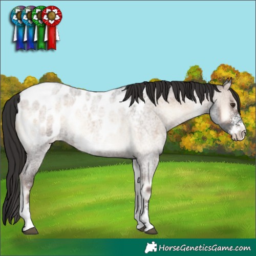 Horse Color:Liver Red Onyx Roan Sabino Appaloosa