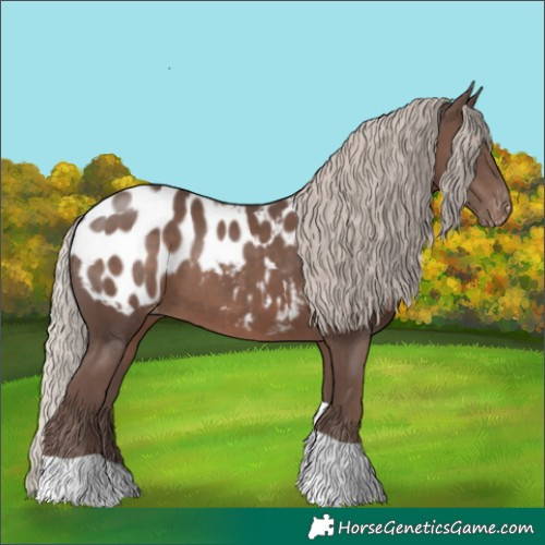 Horse Color:Silver Black Tobiano Blanket 