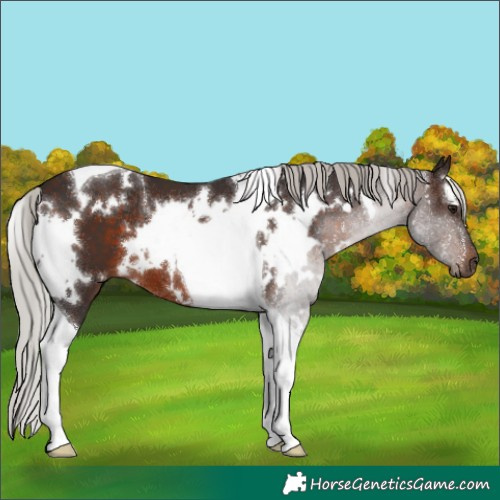 Horse Color:White Spotted Silver Brown Tobiano 