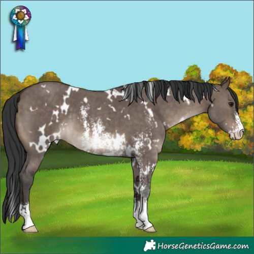 Horse Color:White Spotted Brown Dun Sabino