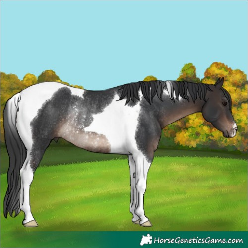 Horse Color:Brown Tobiano Rabicano 