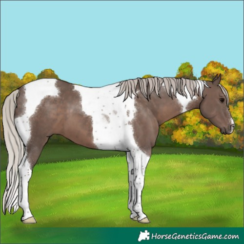 Horse Color:Silver Black Tobiano