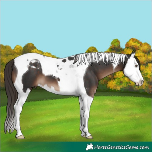 Horse Color:Liver Chestnut Splash Tobiano