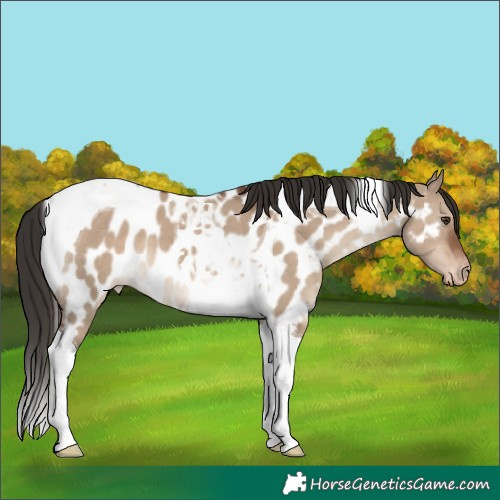 Horse Color:Liver Red Dun Tobiano Appaloosa