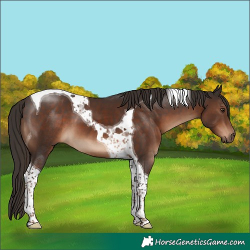 Horse Color:Liver Chestnut Tobiano