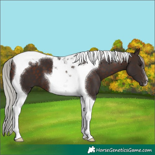 Horse Color:Silver Brown Tobiano 