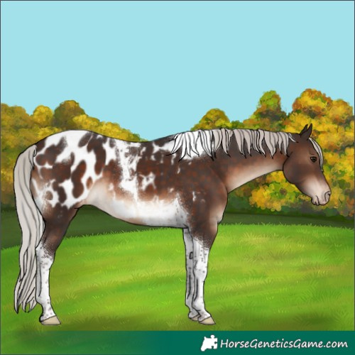 Horse Color:Silver Brown Tobiano Near Leopard 