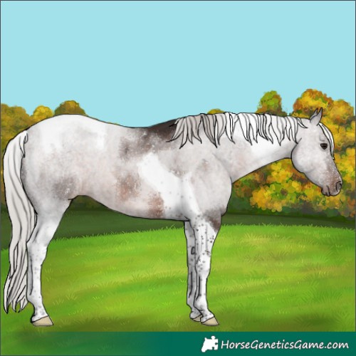 Horse Color:Silver Brown Tobiano 