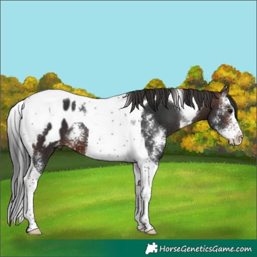 Horse Color:Brown Sabino Tobiano Appaloosa