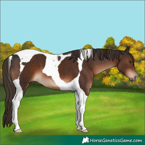 Horse Color:Liver Chestnut Tobiano
