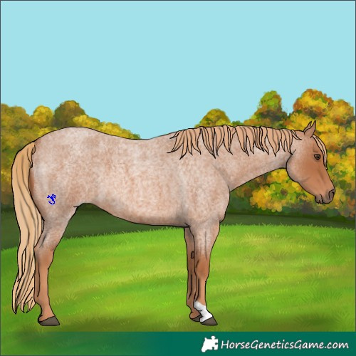 Horse Color:Red Roan 