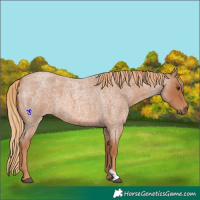 Horse Color:Red Roan 