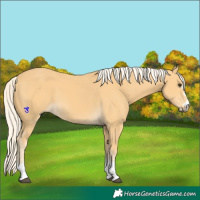 Horse Color:Palomino