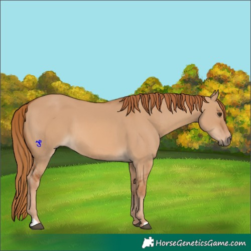 Horse Color:Red Dun
