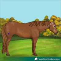 Horse Color:Gray Chestnut 