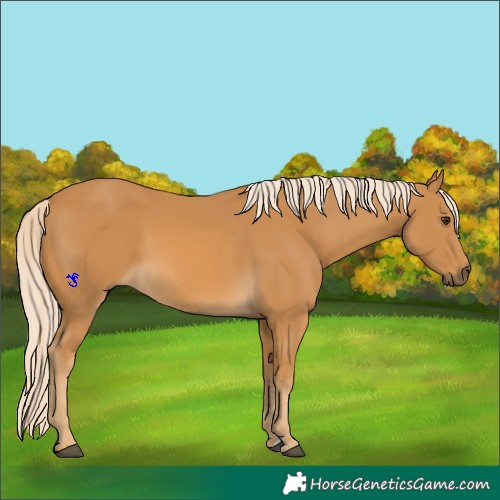 Horse Color:Palomino
