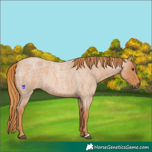 Horse Color:Red Roan
