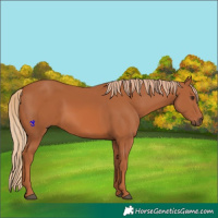 Horse Color:Chestnut 
