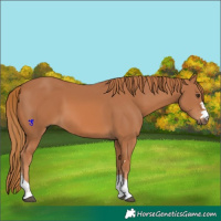 Horse Color:Chestnut Rabicano