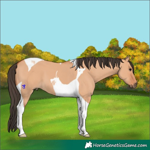 Horse Color:Bay Dun Tobiano