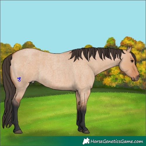 Horse Color:Bay Roan Dun 