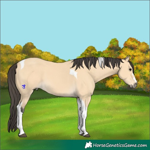 Horse Color:Buckskin Tobiano