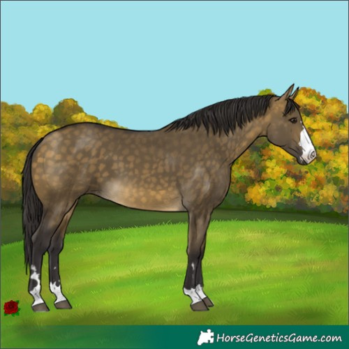 Horse Color:Buckskin Dun 