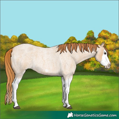 Horse Color:Red Dun Roan Splash Frame Rabicano