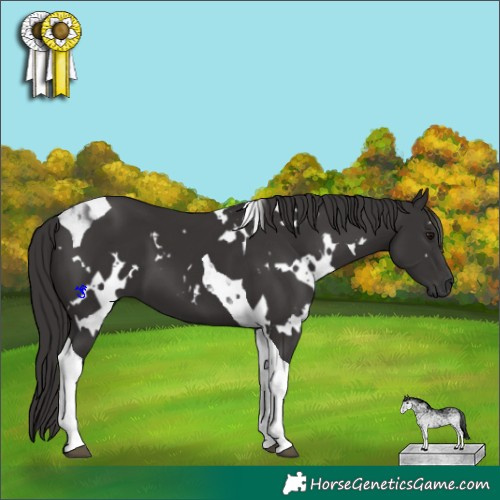 Horse Color:White Spotted Smoky Black Tobiano