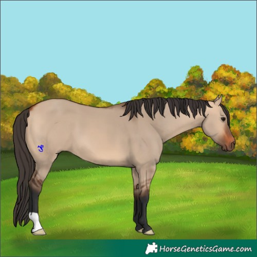 Horse Color:Bay Dun