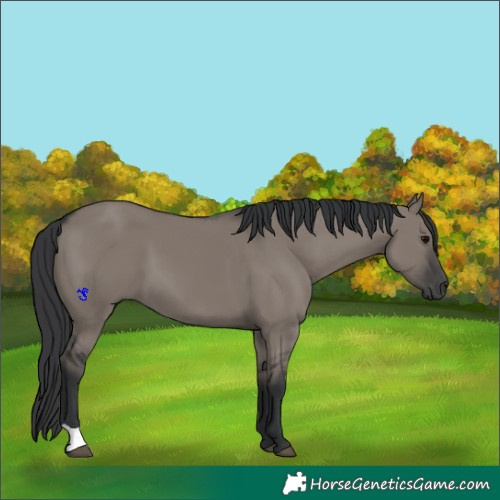 Horse Color:Grullo