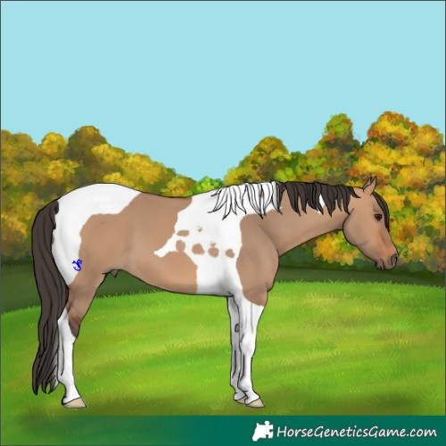 Horse Color:Bay Dun Tobiano 