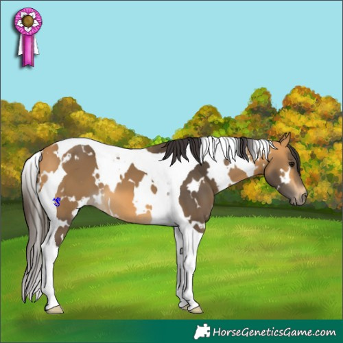 Horse Color:White Spotted Buckskin Tobiano