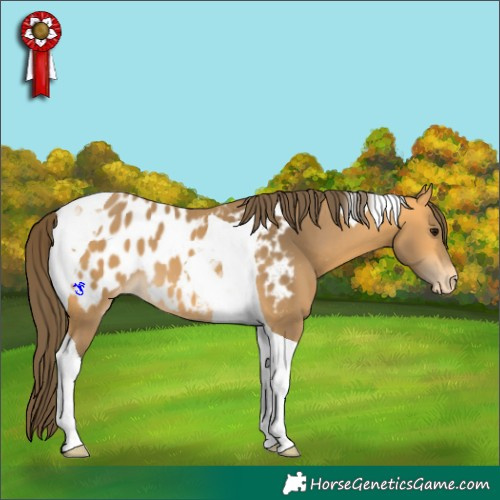 Horse Color:Buckskin Tobiano Appaloosa 