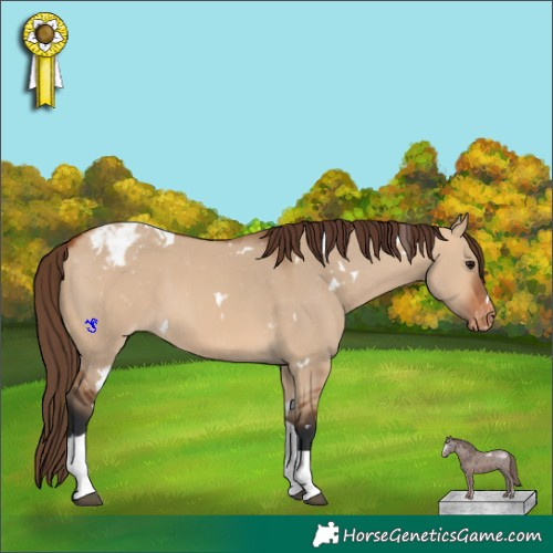 Horse Color:White Spotted Bay Dun Tobiano Appaloosa 