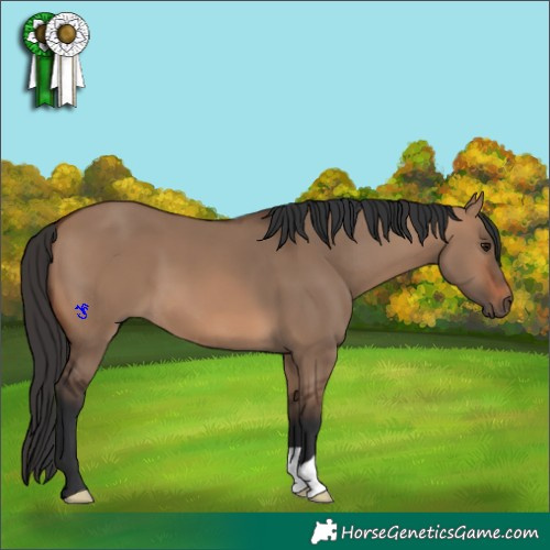 Horse Color:Brown Dun