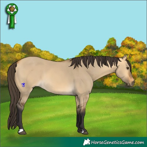 Horse Color:Buckskin Dun