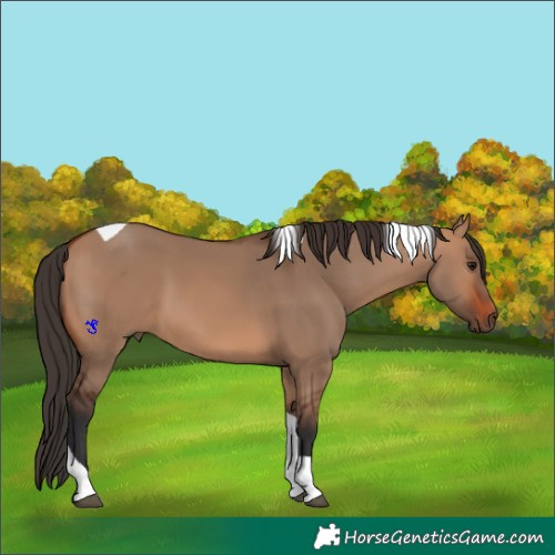 Horse Color:Bay Dun Tobiano 
