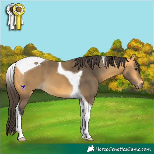 Horse Color:Buckskin Tobiano