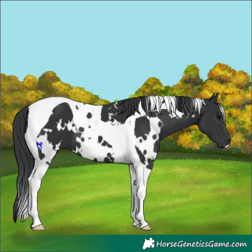 Horse Color:White Spotted Black Tobiano 