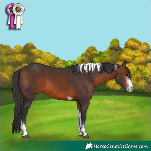 Horse Color:Brown Sabino Tobiano