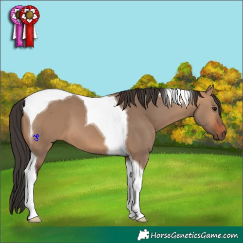 Horse Color:Bay Dun Tobiano 