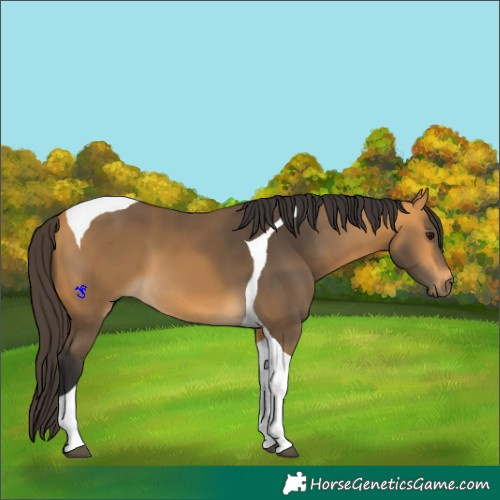 Horse Color:Buckskin Tobiano