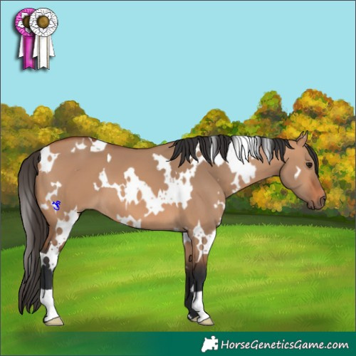 Horse Color:White Spotted Bay Dun