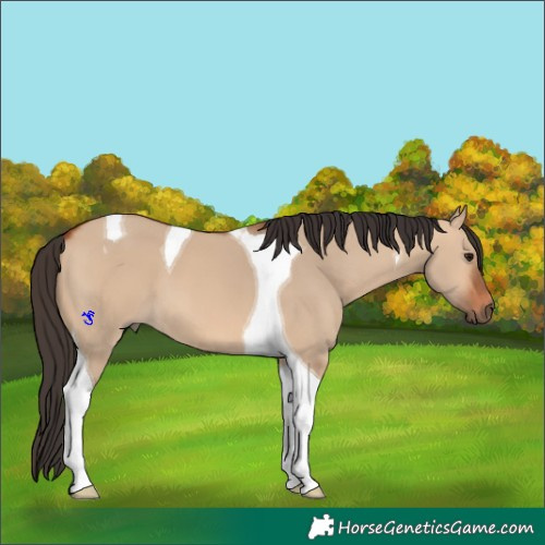 Horse Color:Bay Dun Tobiano 