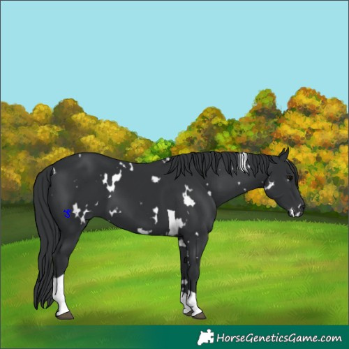 Horse Color:White Spotted Black Tobiano