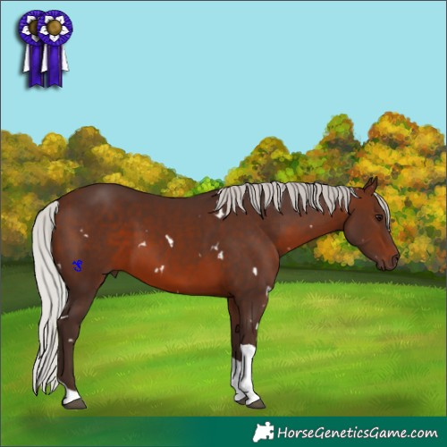 Horse Color:White Spotted Silver Brown Tobiano 