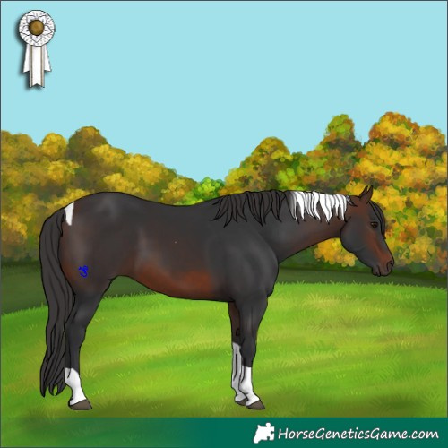 Horse Color:Brown Tobiano