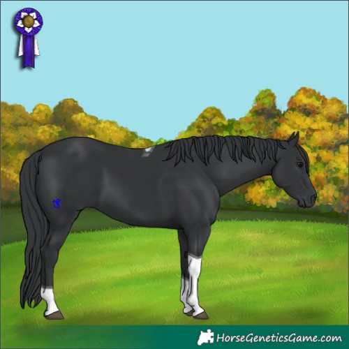 Horse Color:Black Tobiano